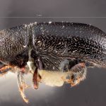 female | Image Author: TH Atkinson | Florida State Collection of Arthropods, Gainesville, Florida | holotype Pityophthorus aztecus Bright | holotype | Carr. México-Puebla, km 50 | Collection: Entomology
