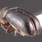 female | Image Author: TH Atkinson | Florida State Collection of Arthropods, Gainesville, Florida | holotype Pityophthorus aztecus Bright | holotype | Carr. México-Puebla, km 50 | Collection: Entomology