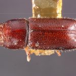 female | Image Author: TH Atkinson | Florida State Collection of Arthropods, Gainesville, Florida | holotype Pityophthorus blandus Blackman | holotype | Argus Mtns. | Collection: Entomology
