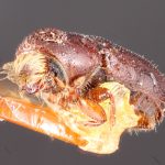 female | Image Author: TH Atkinson | Florida State Collection of Arthropods, Gainesville, Florida | holotype Pityophthorus blandus Blackman | holotype | Argus Mtns. | Collection: Entomology