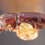 female | Image Author: TH Atkinson | Florida State Collection of Arthropods, Gainesville, Florida | holotype Pityophthorus blandus Blackman | holotype | Argus Mtns. | Collection: Entomology