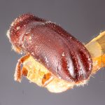 female | Image Author: TH Atkinson | Florida State Collection of Arthropods, Gainesville, Florida | holotype Pityophthorus blandus Blackman | holotype | Argus Mtns. | Collection: Entomology