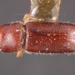 female | Image Author: TH Atkinson | Florida State Collection of Arthropods, Gainesville, Florida | holotype Pityophthorus briscoei Blackman | holotype | Brunswick | Collection: Entomology
