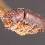 female | Image Author: TH Atkinson | Florida State Collection of Arthropods, Gainesville, Florida | holotype Pityophthorus briscoei Blackman | holotype | Brunswick | Collection: Entomology