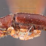 female | Image Author: TH Atkinson | Florida State Collection of Arthropods, Gainesville, Florida | holotype Pityophthorus briscoei Blackman | holotype | Brunswick | Collection: Entomology