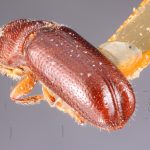 female | Image Author: TH Atkinson | Florida State Collection of Arthropods, Gainesville, Florida | holotype Pityophthorus briscoei Blackman | holotype | Brunswick | Collection: Entomology