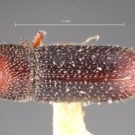 male | Image Author: TH Atkinson | Florida State Collection of Arthropods, Gainesville, Florida | holotype Micracisella subnitida Blackman | holotype | Sta. Rita Mtns. | Collection: Entomology