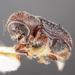 male | Image Author: TH Atkinson | Florida State Collection of Arthropods, Gainesville, Florida | holotype Micracisella subnitida Blackman | holotype | Sta. Rita Mtns. | Collection: Entomology