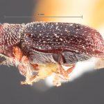 male | Image Author: TH Atkinson | Florida State Collection of Arthropods, Gainesville, Florida | holotype Micracisella subnitida Blackman | holotype | Sta. Rita Mtns. | Collection: Entomology