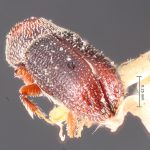 male | Image Author: TH Atkinson | Florida State Collection of Arthropods, Gainesville, Florida | holotype Micracisella subnitida Blackman | holotype | Sta. Rita Mtns. | Collection: Entomology