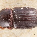 Image Author: TH Atkinson | Florida State Collection of Arthropods, Gainesville, Florida | holotype Hylocurosoma adustum Eggers | holotype | Cochabamba (departamento) | Collection: Entomology