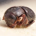 Image Author: TH Atkinson | Florida State Collection of Arthropods, Gainesville, Florida | holotype Hylocurosoma adustum Eggers | holotype | Cochabamba (departamento) | Collection: Entomology