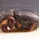 Image Author: TH Atkinson | Florida State Collection of Arthropods, Gainesville, Florida | holotype Hylocurosoma adustum Eggers | holotype | Cochabamba (departamento) | Collection: Entomology