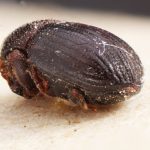Image Author: TH Atkinson | Florida State Collection of Arthropods, Gainesville, Florida | holotype Hylocurosoma adustum Eggers | holotype | Cochabamba (departamento) | Collection: Entomology