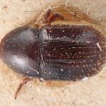 Image Author: TH Atkinson | Florida State Collection of Arthropods, Gainesville, Florida | holotype Prionoscelis medius Eggers | holotype | Cochabamba (departamento) | Collection: Entomology