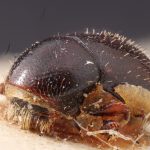 Image Author: TH Atkinson | Florida State Collection of Arthropods, Gainesville, Florida | holotype Prionoscelis medius Eggers | holotype | Cochabamba (departamento) | Collection: Entomology