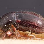 Image Author: TH Atkinson | Florida State Collection of Arthropods, Gainesville, Florida | holotype Prionoscelis medius Eggers | holotype | Cochabamba (departamento) | Collection: Entomology