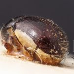 Image Author: TH Atkinson | Florida State Collection of Arthropods, Gainesville, Florida | holotype Prionoscelis medius Eggers | holotype | Cochabamba (departamento) | Collection: Entomology