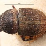 Image Author: TH Atkinson | Florida State Collection of Arthropods, Gainesville, Florida | holotype Problechilus brevis Eggers | holotype | Cochabamba (departamento) | Collection: Entomology