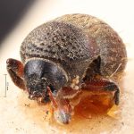 Image Author: TH Atkinson | Florida State Collection of Arthropods, Gainesville, Florida | holotype Problechilus brevis Eggers | holotype | Cochabamba (departamento) | Collection: Entomology