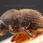Image Author: TH Atkinson | Florida State Collection of Arthropods, Gainesville, Florida | holotype Problechilus brevis Eggers | holotype | Cochabamba (departamento) | Collection: Entomology