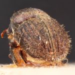 Image Author: TH Atkinson | Florida State Collection of Arthropods, Gainesville, Florida | holotype Problechilus brevis Eggers | holotype | Cochabamba (departamento) | Collection: Entomology