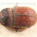 Image Author: TH Atkinson | Florida State Collection of Arthropods, Gainesville, Florida | holotype Problechilus pilifer Eggers | holotype | Cochabamba (departamento) | Collection: Entomology
