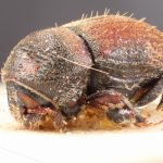 Image Author: TH Atkinson | Florida State Collection of Arthropods, Gainesville, Florida | holotype Problechilus pilifer Eggers | holotype | Cochabamba (departamento) | Collection: Entomology