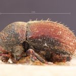 Image Author: TH Atkinson | Florida State Collection of Arthropods, Gainesville, Florida | holotype Problechilus pilifer Eggers | holotype | Cochabamba (departamento) | Collection: Entomology