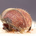 Image Author: TH Atkinson | Florida State Collection of Arthropods, Gainesville, Florida | holotype Problechilus pilifer Eggers | holotype | Cochabamba (departamento) | Collection: Entomology