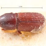 Image Author: TH Atkinson | Florida State Collection of Arthropods, Gainesville, Florida | syntype? Pseudocrypturgus camerunus Eggers | syntype? | Cameroon (country / region) | Collection: Entomology