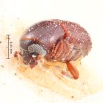 Image Author: TH Atkinson | Florida State Collection of Arthropods, Gainesville, Florida | syntype? Pseudocrypturgus camerunus Eggers | syntype? | Cameroon (country / region) | Collection: Entomology