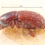 Image Author: TH Atkinson | Florida State Collection of Arthropods, Gainesville, Florida | syntype? Pseudocrypturgus camerunus Eggers | syntype? | Cameroon (country / region) | Collection: Entomology