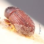 Image Author: TH Atkinson | Florida State Collection of Arthropods, Gainesville, Florida | syntype? Pseudocrypturgus camerunus Eggers | syntype? | Cameroon (country / region) | Collection: Entomology