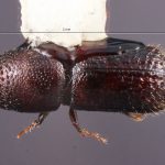 female | Image Author: TH Atkinson | Florida State Collection of Arthropods, Gainesville, Florida | holotype Hylocurus floridensis Atkinson | holotype | Branford | Collection: Entomology