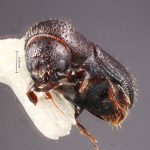 female | Image Author: TH Atkinson | Florida State Collection of Arthropods, Gainesville, Florida | holotype Hylocurus floridensis Atkinson | holotype | Branford | Collection: Entomology