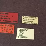 female | Image Author: TH Atkinson | Florida State Collection of Arthropods, Gainesville, Florida | holotype Hylocurus floridensis Atkinson | holotype | Branford | Collection: Entomology