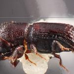 female | Image Author: TH Atkinson | Florida State Collection of Arthropods, Gainesville, Florida | holotype Hylocurus floridensis Atkinson | holotype | Branford | Collection: Entomology