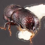 female | Image Author: TH Atkinson | Florida State Collection of Arthropods, Gainesville, Florida | holotype Hylocurus floridensis Atkinson | holotype | Branford | Collection: Entomology