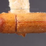 female | Image Author: TH Atkinson | Florida State Collection of Arthropods, Gainesville, Florida | lectotype Micracis swainei Blackman | lectotype | Iuka | Collection: Entomology