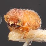 female | Image Author: TH Atkinson | Florida State Collection of Arthropods, Gainesville, Florida | lectotype Micracis swainei Blackman | lectotype | Iuka | Collection: Entomology