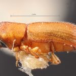 female | Image Author: TH Atkinson | Florida State Collection of Arthropods, Gainesville, Florida | lectotype Micracis swainei Blackman | lectotype | Iuka | Collection: Entomology