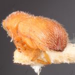female | Image Author: TH Atkinson | Florida State Collection of Arthropods, Gainesville, Florida | lectotype Micracis swainei Blackman | lectotype | Iuka | Collection: Entomology