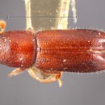 female | Image Author: TH Atkinson | Florida State Collection of Arthropods, Gainesville, Florida | holotype Pityophthorus mundus Blackman | holotype | Littleton | Collection: Entomology