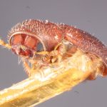 female | Image Author: TH Atkinson | Florida State Collection of Arthropods, Gainesville, Florida | holotype Pityophthorus mundus Blackman | holotype | Littleton | Collection: Entomology