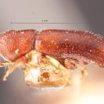 female | Image Author: TH Atkinson | Florida State Collection of Arthropods, Gainesville, Florida | holotype Pityophthorus mundus Blackman | holotype | Littleton | Collection: Entomology
