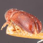 female | Image Author: TH Atkinson | Florida State Collection of Arthropods, Gainesville, Florida | holotype Pityophthorus mundus Blackman | holotype | Littleton | Collection: Entomology