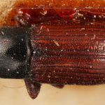 female | Image Author: TH Atkinson | Florida State Collection of Arthropods, Gainesville, Florida | holotype Cnesinus bicolor Eggers, 1943 | holotype | Cochabamba (departamento) | Collection: Entomology