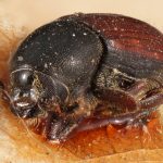 female | Image Author: TH Atkinson | Florida State Collection of Arthropods, Gainesville, Florida | holotype Cnesinus bicolor Eggers, 1943 | holotype | Cochabamba (departamento) | Collection: Entomology