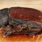 female | Image Author: TH Atkinson | Florida State Collection of Arthropods, Gainesville, Florida | holotype Cnesinus bicolor Eggers, 1943 | holotype | Cochabamba (departamento) | Collection: Entomology
